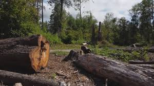 Best Tree Removal  in Bay St Louis, MS