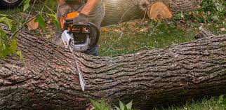 Best Arborist Consultation Services  in Bay St Louis, MS