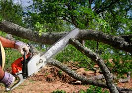 Bay St Louis, MS Tree Services Company