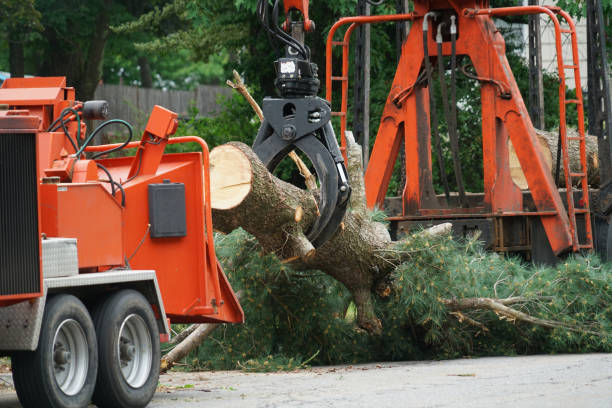 Best Tree Health Inspection  in Bay St Louis, MS